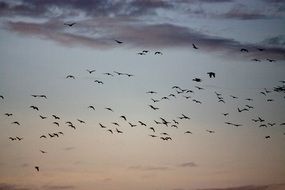 landscape of flock of birds in the sky during sunset