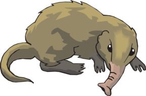 Brown Shrew