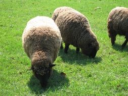 fluffy sheep graze on the meadow