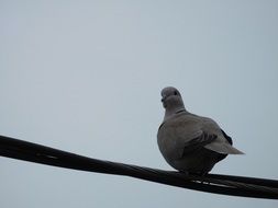 gray dove on a rope