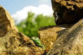 green lizard among the stones on a blurred background