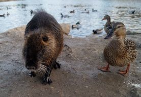 furry Nutria and Duck near Pond