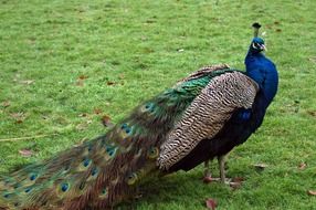 Beautifully peacock on green grass