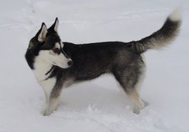 Siberian Husky in the snow at dusk