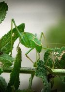 green grasshopper on the stem of a green plant