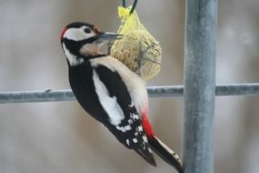 woodpecker eats from the trough on a blurred background