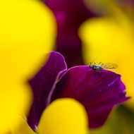 insect on spring flower