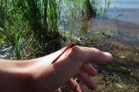 dragonfly on his hand by the river