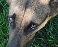 understanding eyes of German Shepherd