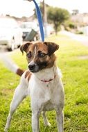 domestic dog on Ð° leash