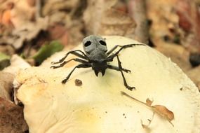 black beetle on the mushroom