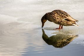 duck on the frozen lake reflected in the water
