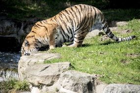 Tiger Drinking