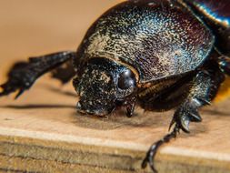 big black Beetle head, macro