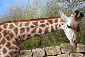 Long Necked Giraffe at brick fence