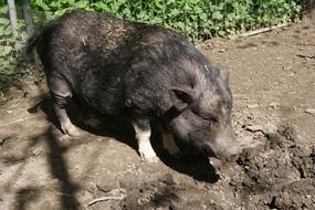 boar in light and shadow