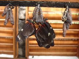 the process of turning dolls into butterflies