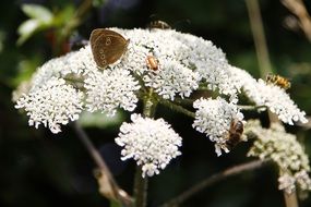 brown butterfly on a white wildflower