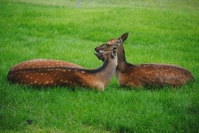 two deer lie on a green lawn