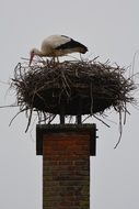 stork in the nest on chimney