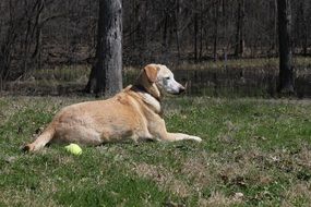 golden retriever lying with ball