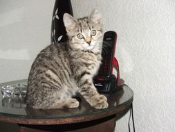 young cat on the table with the phone