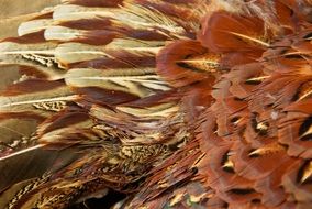 Pheasant Feathers macro