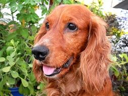 Domestic pet breed Cocker Spaniel