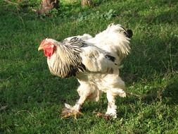 fluffy black and white rooster on a farm