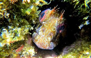 Blenny Fish