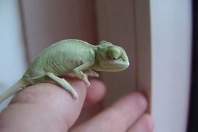Green Yemen Chameleon on personâs hand