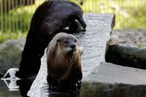 otters in the zoo