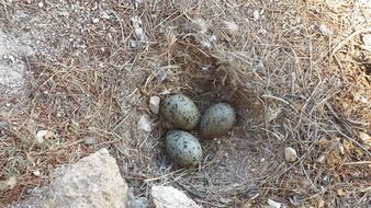blue eggs in the nest