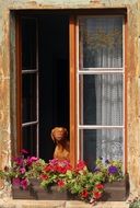 hound dog in open window