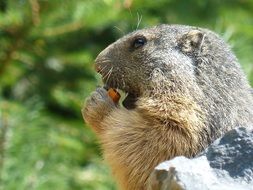 Marmot Wildlife