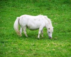 White Pony grazing on lawn