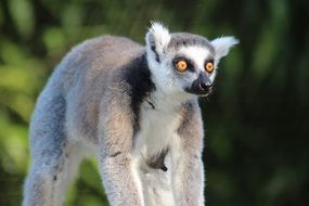 portrait of madagascar lemur