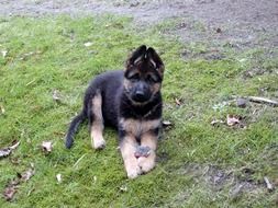 Puppy Dog Animal