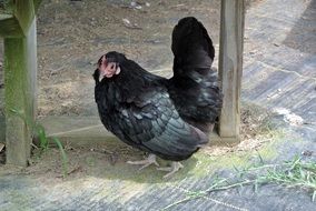 black chicken on the household yard