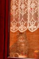 cute home cat on a cozy windowsill