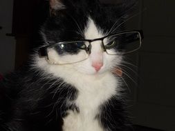 black and white cat with glasses on a black background