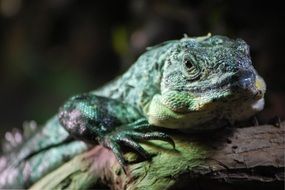 turquoise jungle reptile