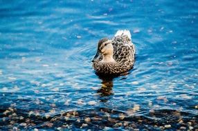 wild duck on clear water