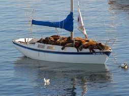 sea lions on a boat