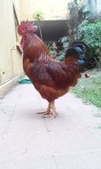Gallo Mexico Df Cosme Farm