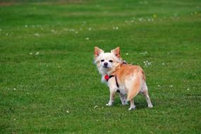 hairy chihuahua