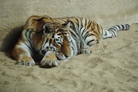 tiger lies in the sand