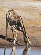 Giraffe is drinking