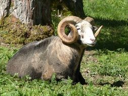 Animals in Park