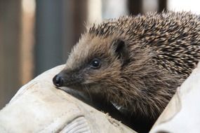 hedgehog on a white bedspread